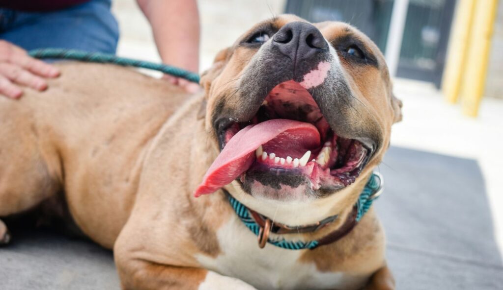 Cierra VoelklSergeant Stubby, le chien de tranchée qui augmentait la capacité de survie sur le champ de bataille