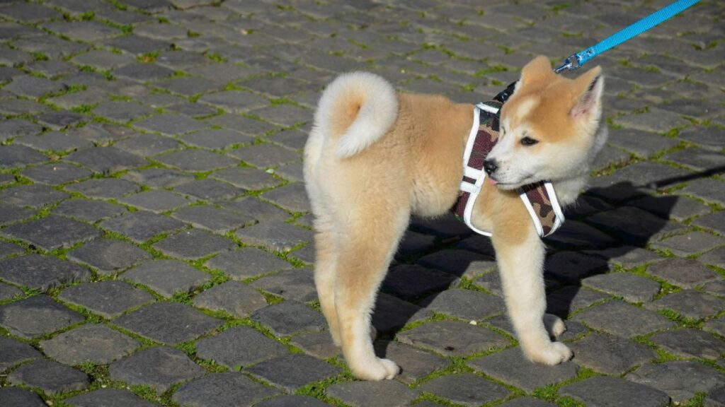 History’s Furry Heroes: 7 Extraordinary Pets Whose Loyalty Actually Changed the Course of Human Events