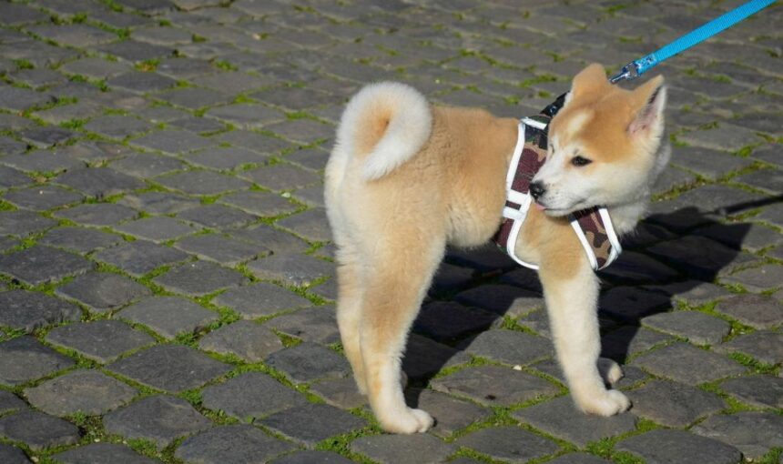 History’s Furry Heroes: 7 Extraordinary Pets Whose Loyalty Actually Changed the Course of Human Events