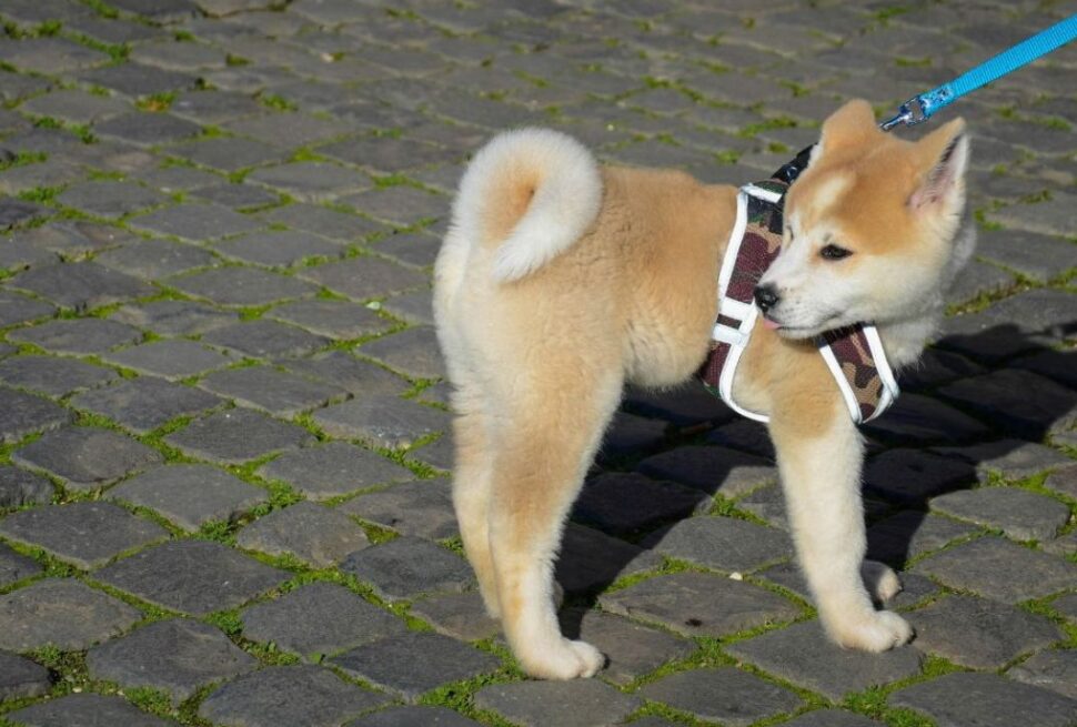 History’s Furry Heroes: 7 Extraordinary Pets Whose Loyalty Actually Changed the Course of Human Events