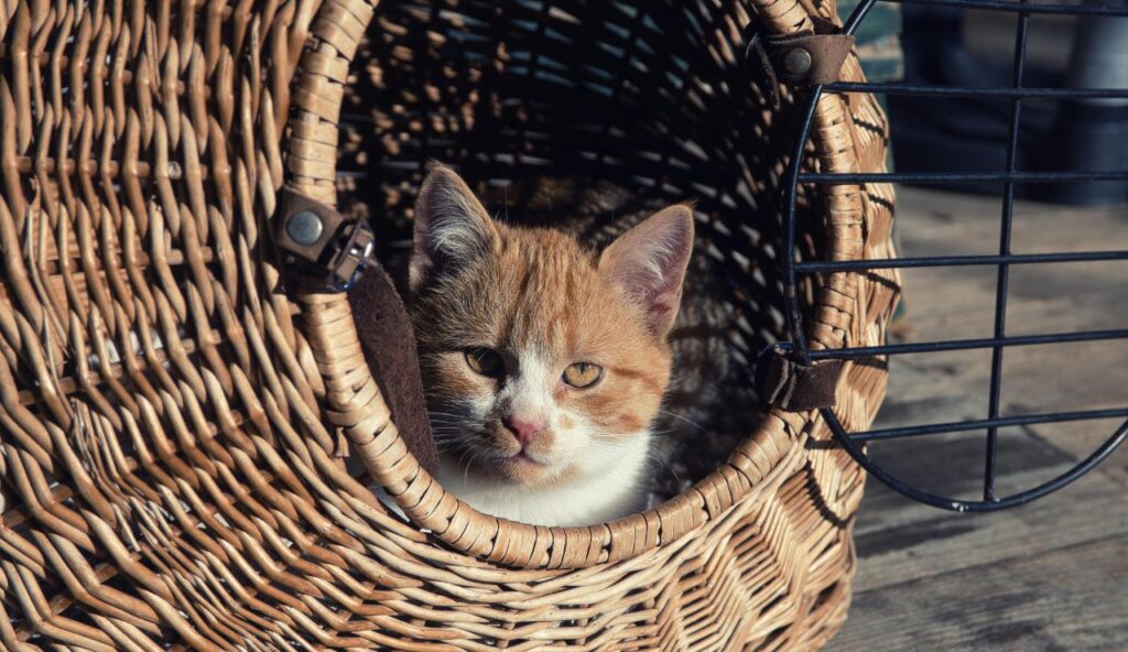 Unrestrained pet” and distraction laws can make your cat carrier a traffic issue. pexels