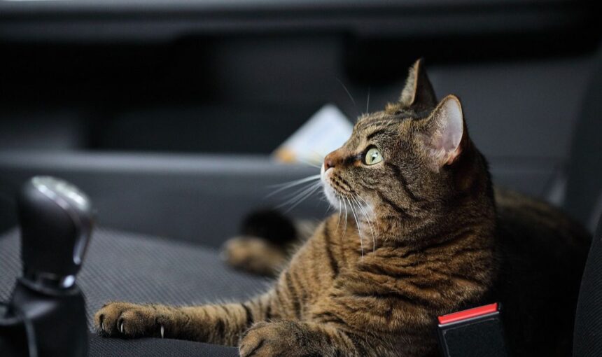 State Line Scares: 5 Legal Nightmares You Might Face When Driving Your Cat Across the Country