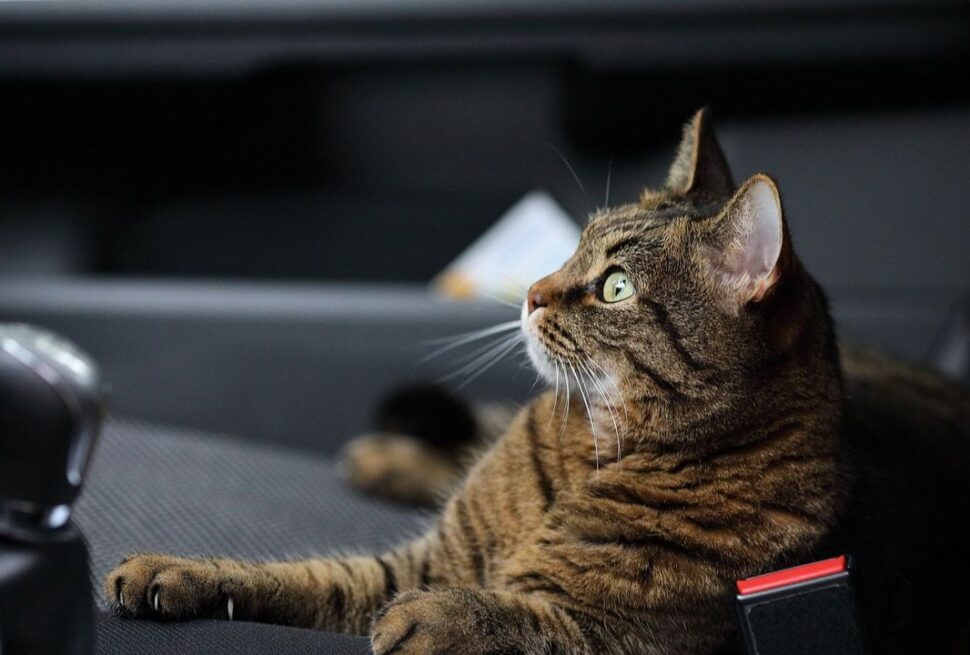 State Line Scares: 5 Legal Nightmares You Might Face When Driving Your Cat Across the Country