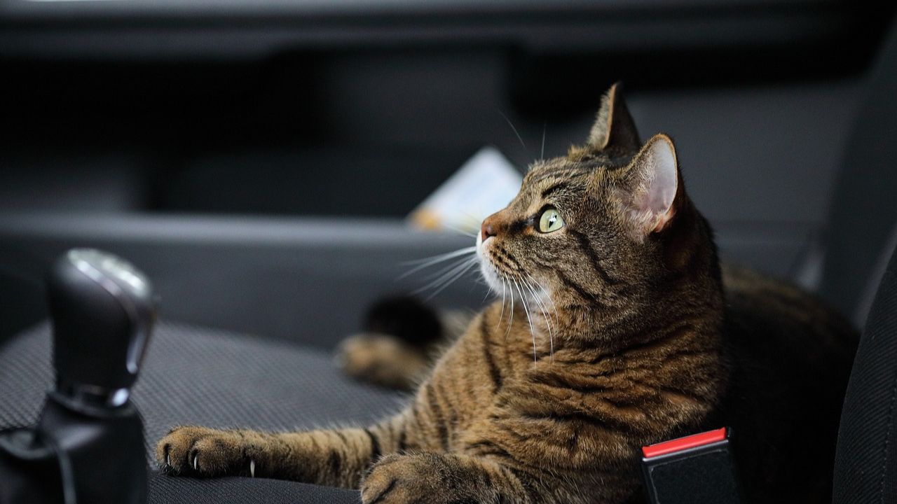State Line Scares: 5 Legal Nightmares You Might Face When Driving Your Cat Across the Country