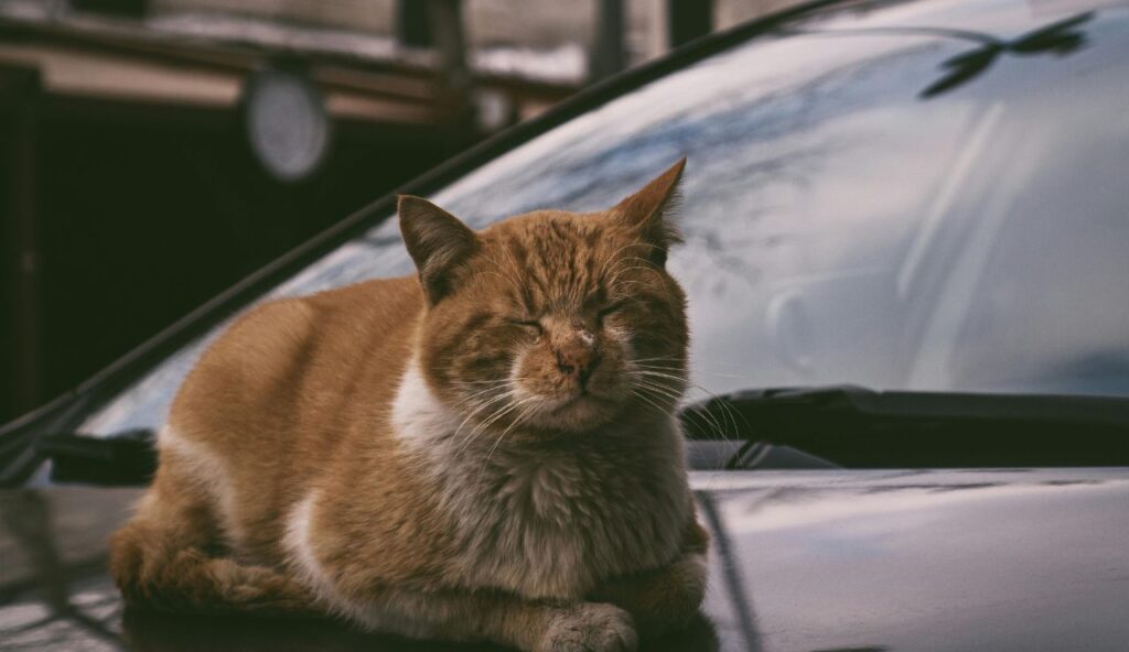 Hot-car and animal-cruelty statutes can criminalize a “quick stop” in minutes