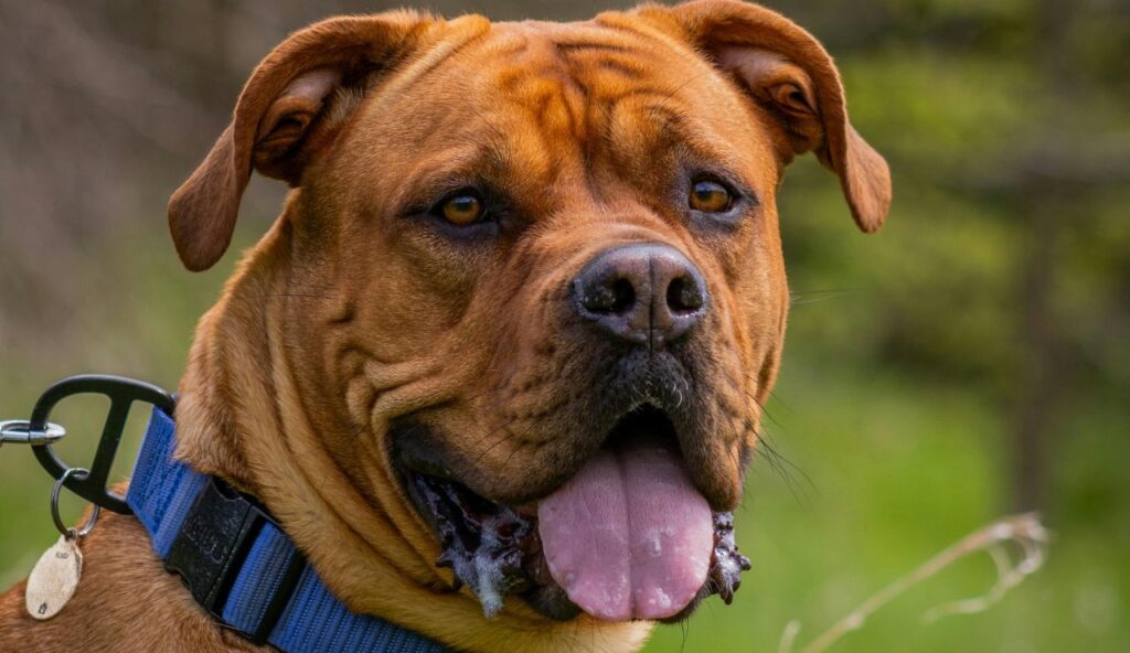 Excessive Panting or Heavy Breathing