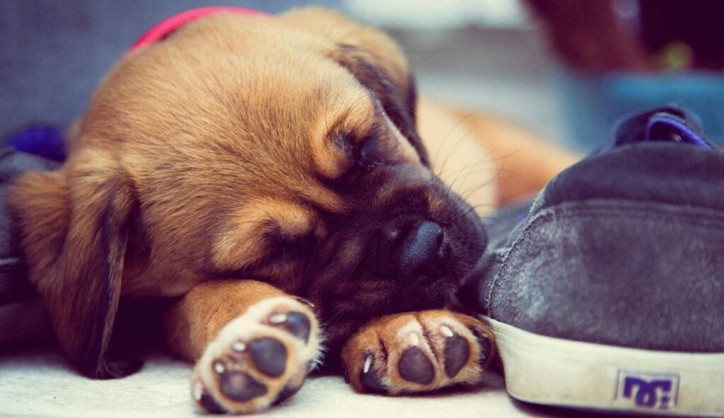 Paw Sensitivity or Limping