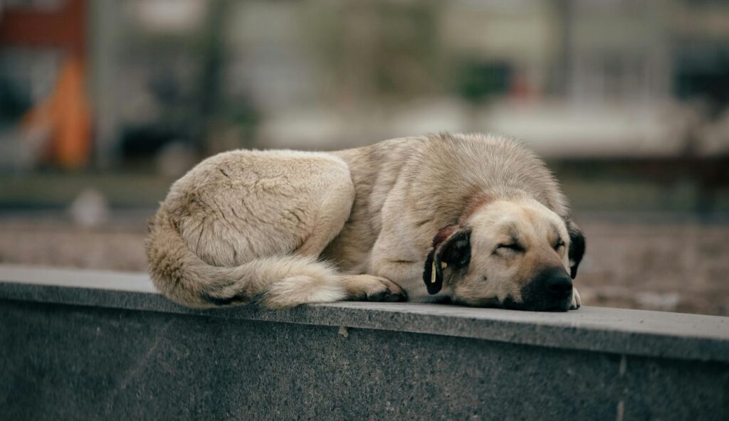 Loss of Interest in Exploring