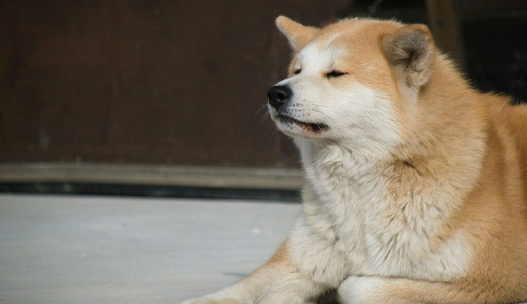 Hachikō: The Dog Whose Loyalty Became a National Story