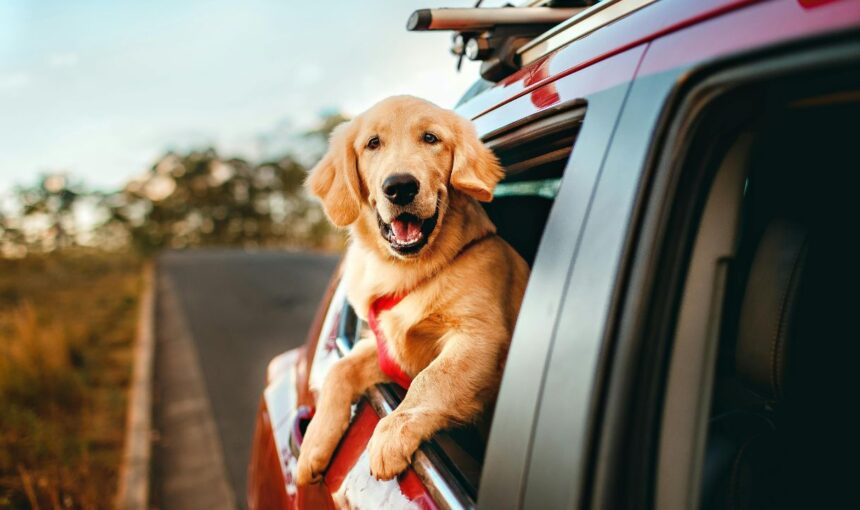 The “Paws” Button: 6 Signs Your Dog Needs a Rest Day Before You Reach Your Destination