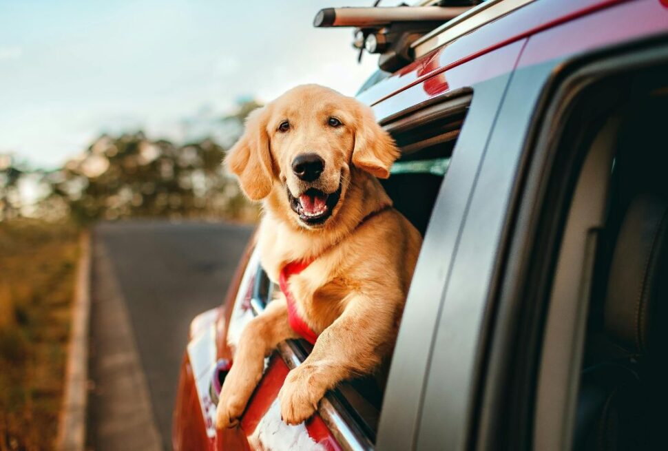 The "Paws" Button: 6 Signs Your Dog Needs a Rest Day Before You Reach Your Destination