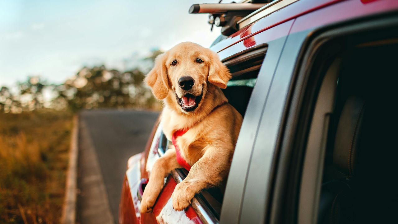 The "Paws" Button: 6 Signs Your Dog Needs a Rest Day Before You Reach Your Destination