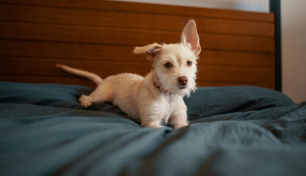 Inconsistent Policies Between Booking Platforms and Hotel Sites 