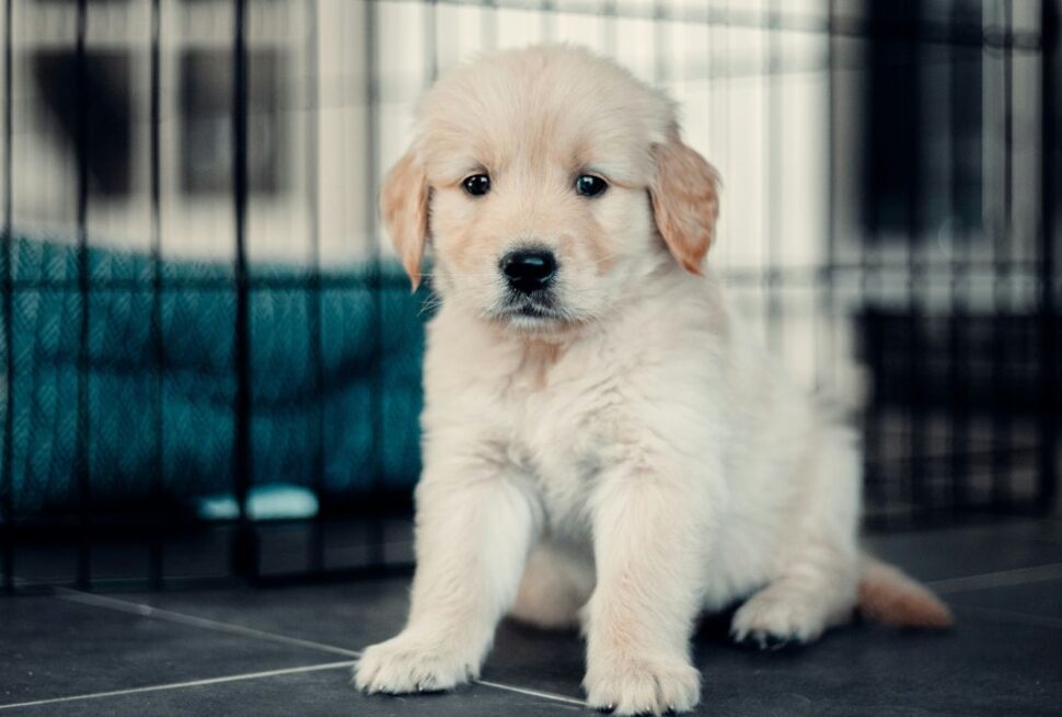 The Silent Stressors: 6 Subtle Signs Your Pet Is Actually Hating Their Daily Routine