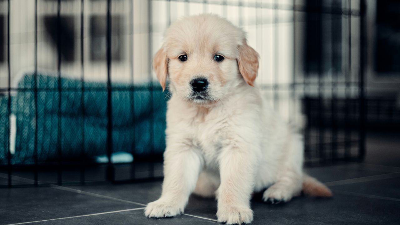 The Silent Stressors: 6 Subtle Signs Your Pet Is Actually Hating Their Daily Routine