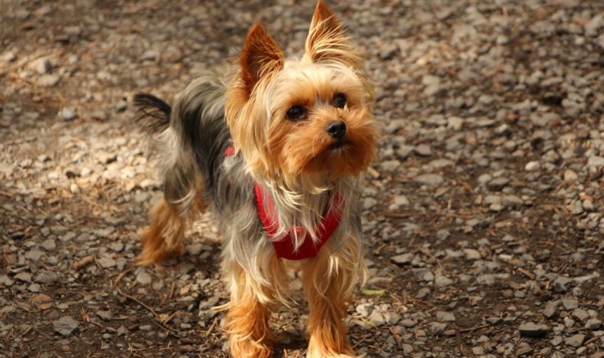 Historical Hounds: The Four-Legged Icons: 7 Pets Who Quite Literally Changed the Course of History