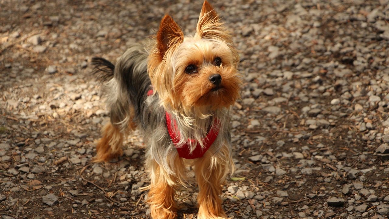 Historical Hounds: The Four-Legged Icons: 7 Pets Who Quite Literally Changed the Course of History