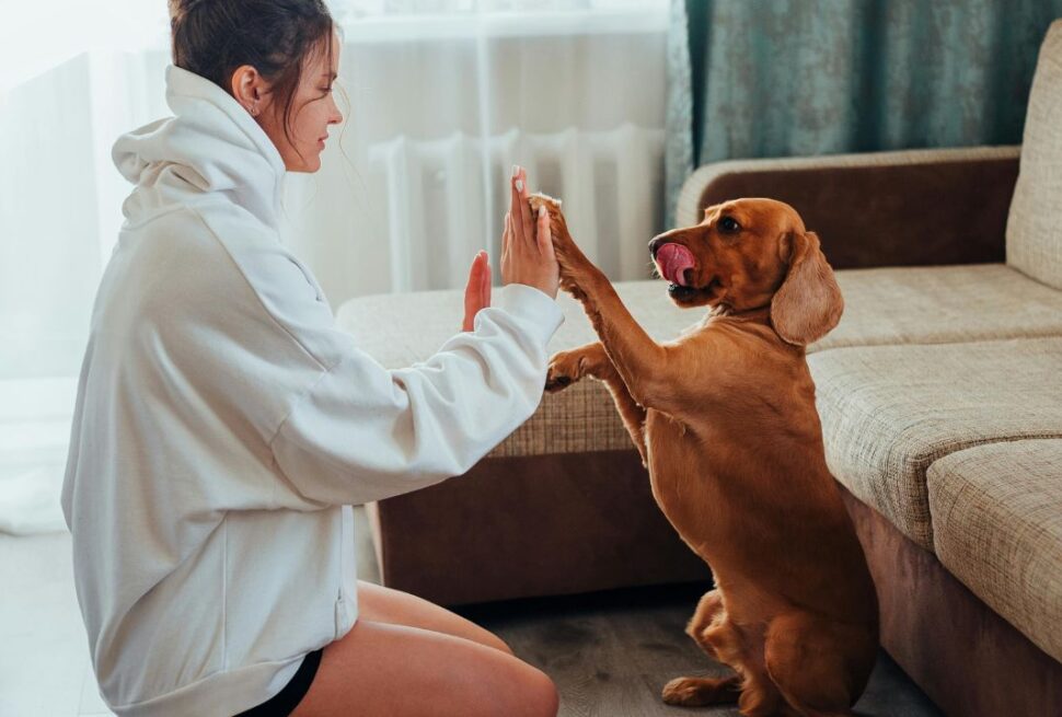 The Hidden Hotel Fees: 7 Red Flags to Look for Before Booking a "Pet-Friendly" Room