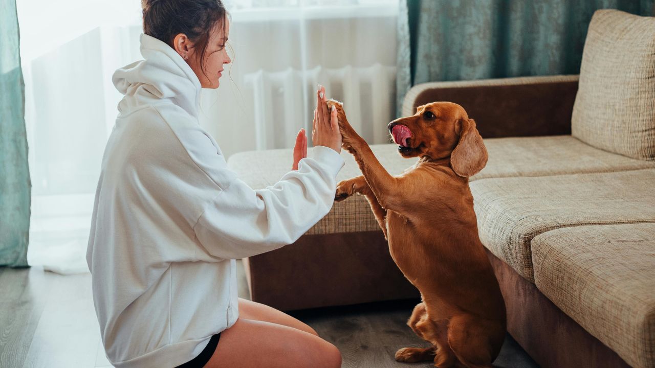 The Hidden Hotel Fees: 7 Red Flags to Look for Before Booking a "Pet-Friendly" Room