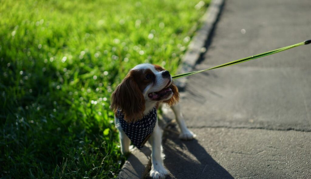 6 signes subtils que votre animal déteste réellement sa routine quotidienne