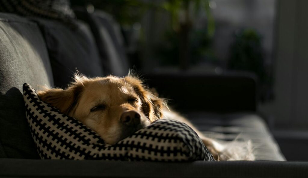 Les habitudes de sommeil changent sans raison apparente