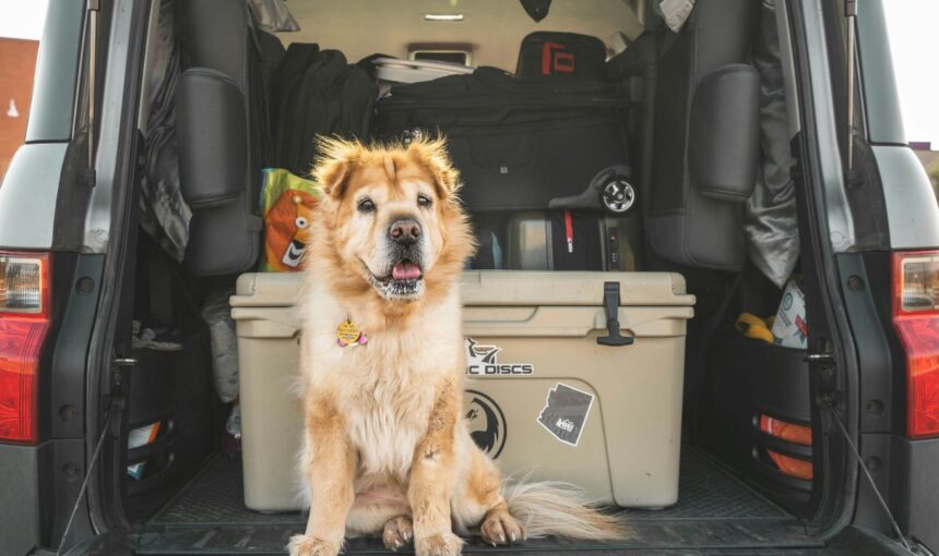 Safety First: Beyond the Leash: 7 Non-Negotiable Safety Items Every Pet Traveler Needs