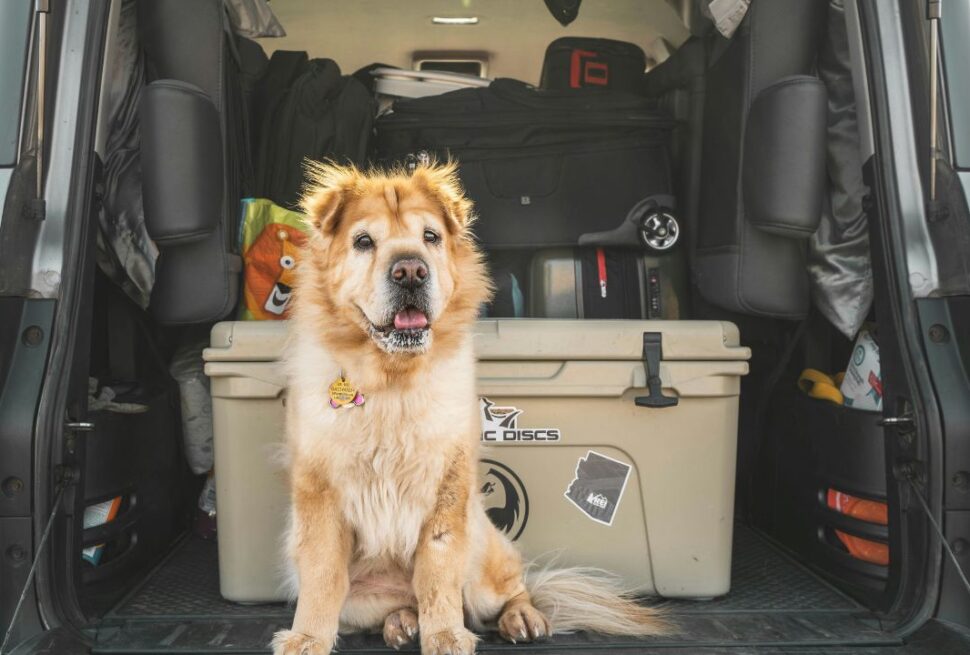 Safety First: Beyond the Leash: 7 Non-Negotiable Safety Items Every Pet Traveler Needs