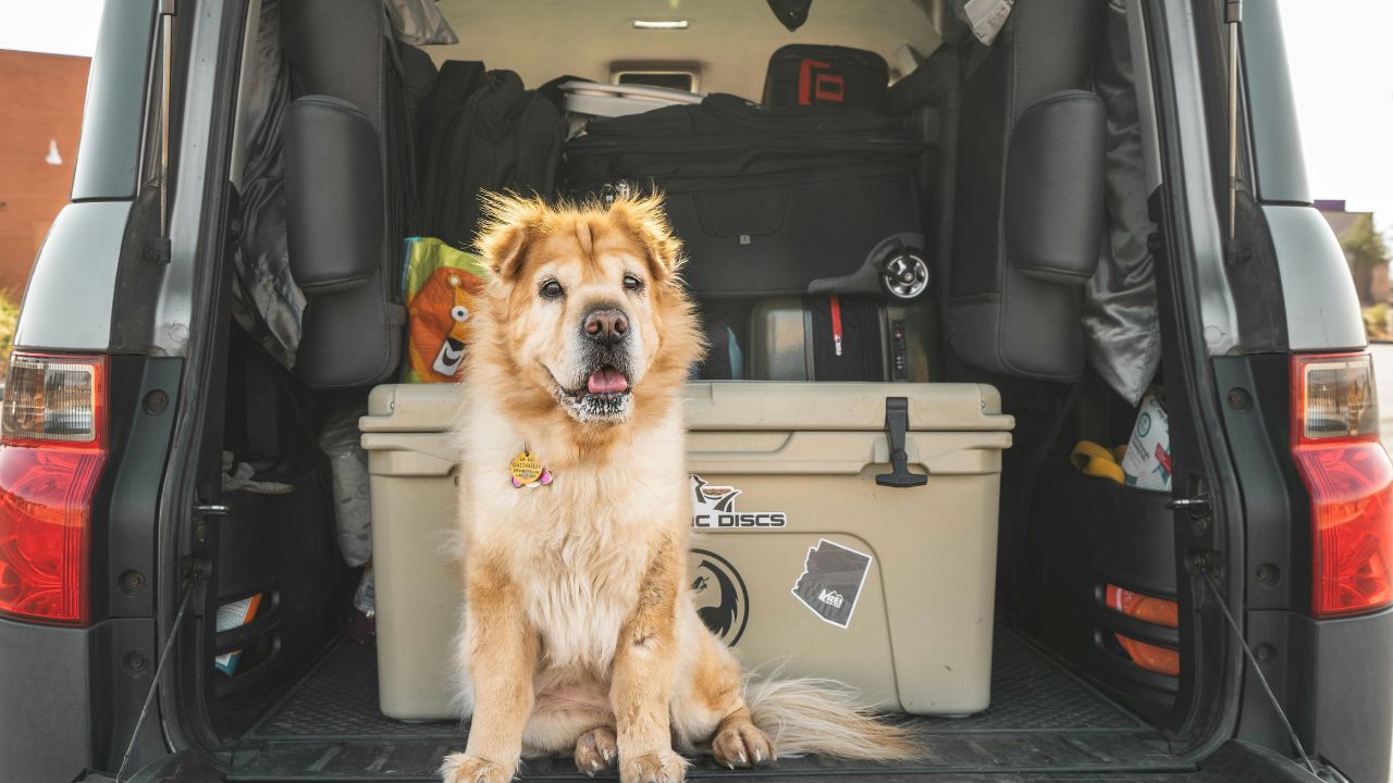 Safety First: Beyond the Leash: 7 Non-Negotiable Safety Items Every Pet Traveler Needs