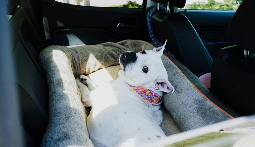 7 éléments de sécurité non négociables dont chaque voyageur d'animal de compagnie a besoin – keepthetailwagging.com