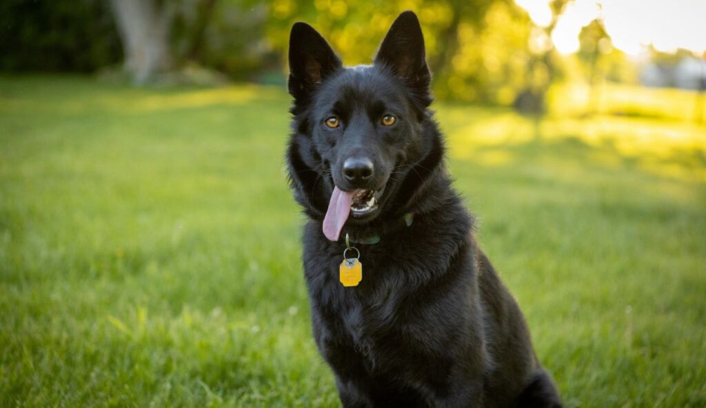 Updated Identification Tags and Microchip