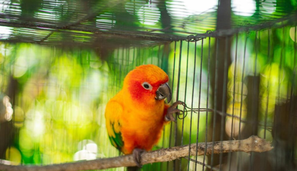 Build a safe carrier and stable microclimate