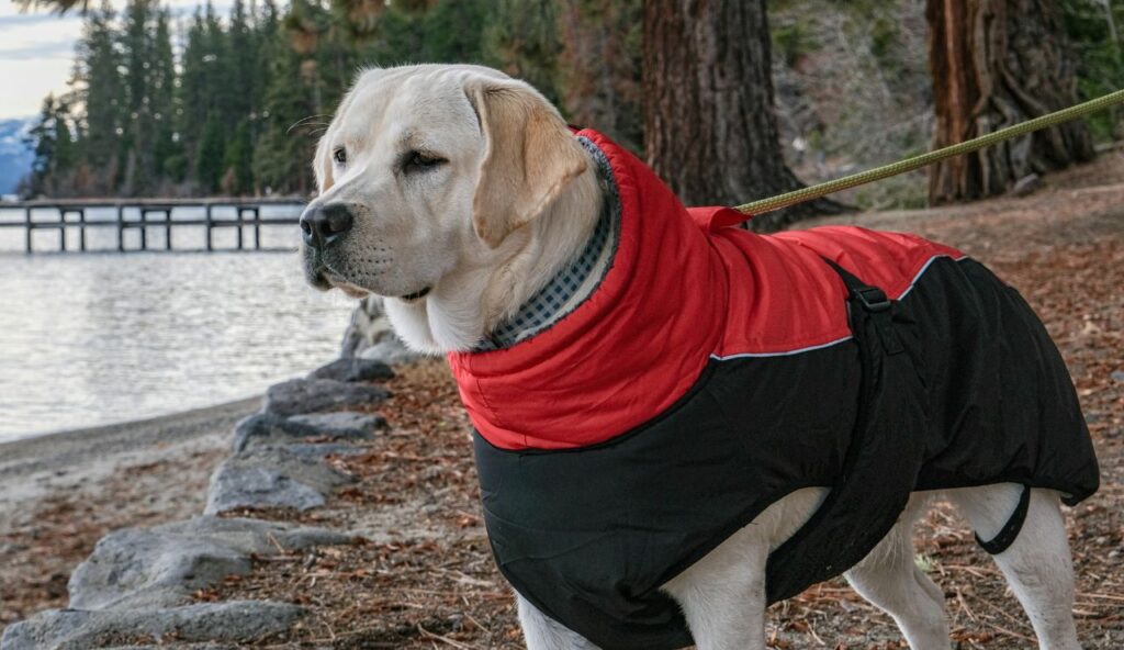 Weather-Appropriate Protective Gear