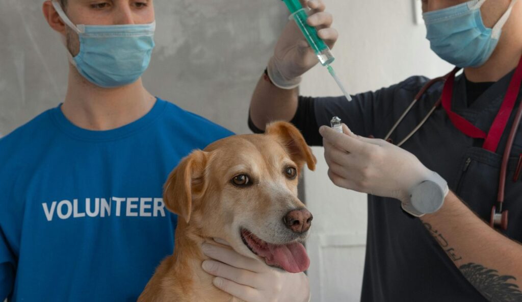 Copies of Vaccination Records and Emergency Contacts