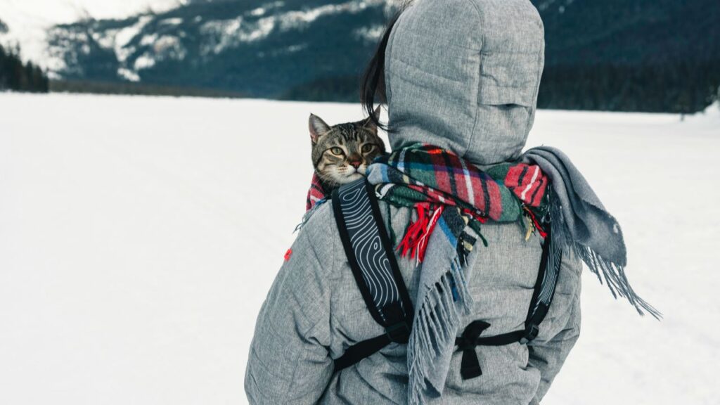 The "Cattiness" Factor: 5 Critical Errors You’re Making When Bringing Your Cat Across State Lines