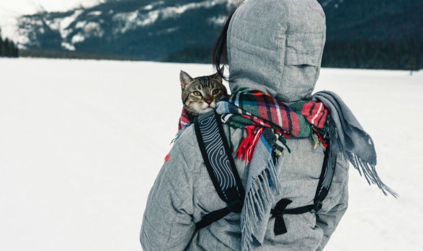 The “Cattiness” Factor: 5 Critical Errors You’re Making When Bringing Your Cat Across State Lines