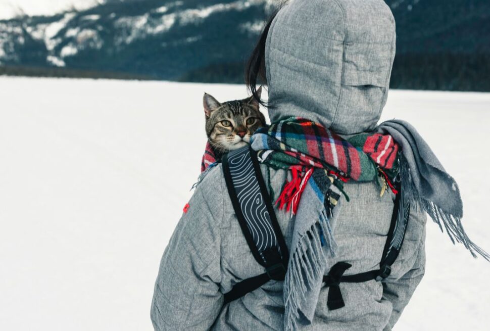 The "Cattiness" Factor: 5 Critical Errors You’re Making When Bringing Your Cat Across State Lines