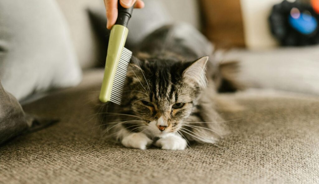 Prepare Your Cat Before Travel Day