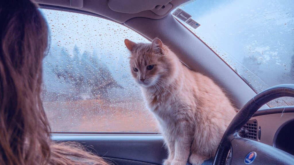 The Ultimate Road Trip Checklist: How to Keep Your Cat Calm at 70 MPH.
