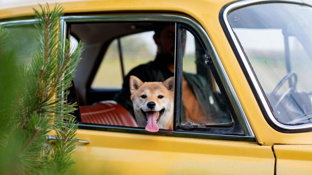 Motion Sickness or Anxiety? How to Tell Why Your Pet is Panting in the Backseat