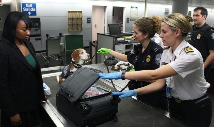 Sky-High Anxiety: How to Navigate TSA and Terminals Without Stressing Your Pet
