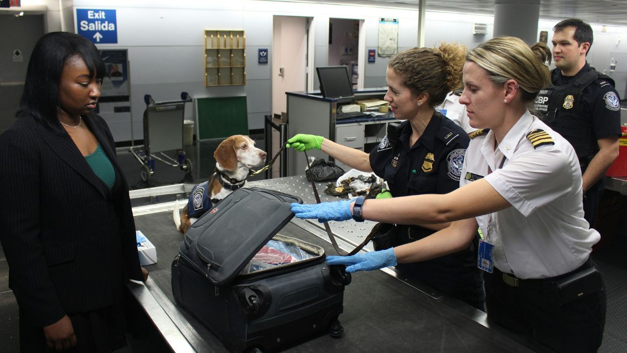 Sky-High Anxiety: How to Navigate TSA and Terminals Without Stressing Your Pet