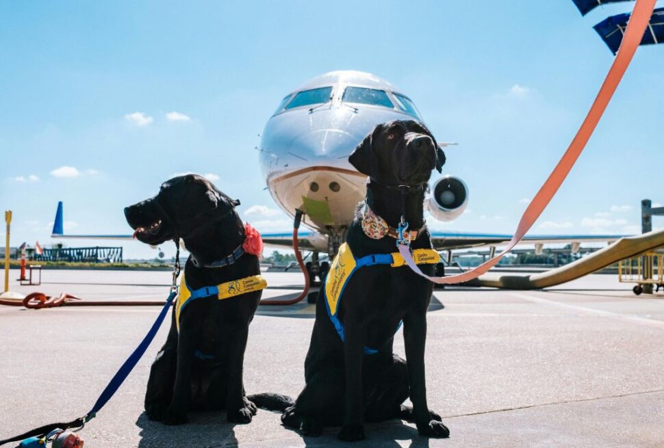 The "Pawprint Economy" Is Here: 10 Airlines Now Letting Your Large Dog Fly in the Cabin