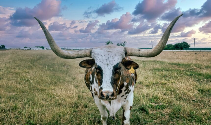 State Line Surprises: 6 Specific State Laws That Could Get Your Pet Quarantined