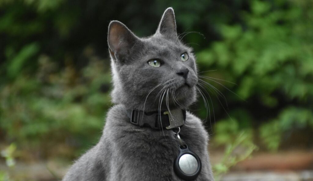 Le nouveau kit de sécurité intelligente 2026 dont chaque voyageur d'animal de compagnie a besoin – keepthetailwagging.com