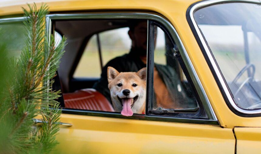 Motion Sickness or Anxiety? How to Tell Why Your Pet is Panting in the Backseat
