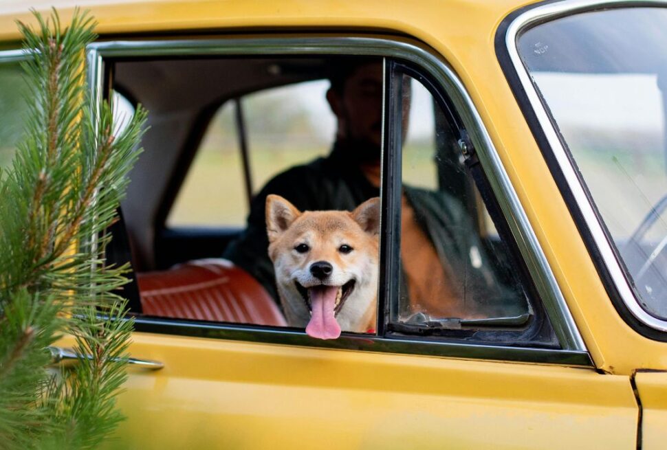 Motion Sickness or Anxiety? How to Tell Why Your Pet is Panting in the Backseat