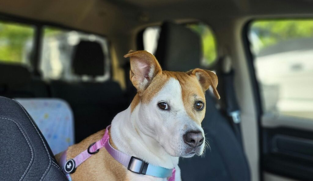 Signs Your Pet Is Feeling Anxious in the Backseat