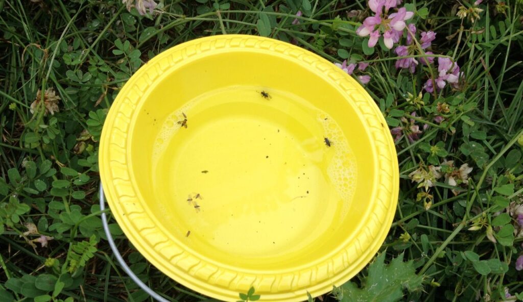 Rodent bait, insect traps, and pesticides