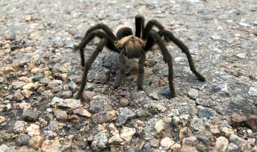 9 Unusual Mini Pets so easy to keep, You’ll wonder why you didn’t Try sooner