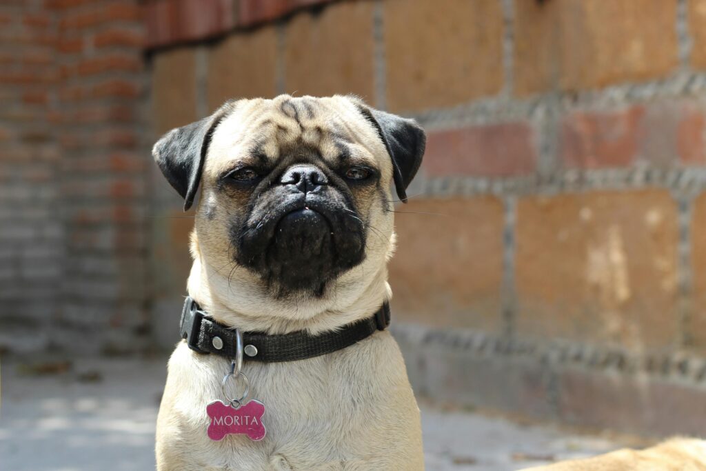 Vous voyagez avec des animaux de compagnie ? 7 La sécurité est trop importante pour être oubliée – keepthetailwagging.com